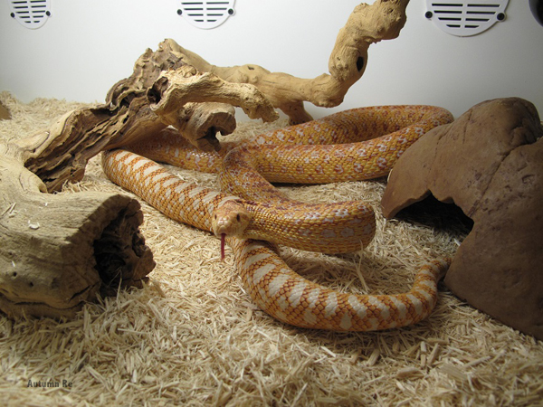 Provide a nice hide for your gopher snake