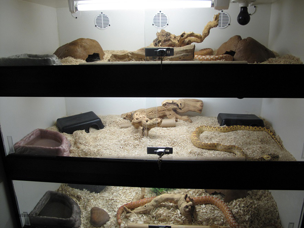 gopher snake enclosure