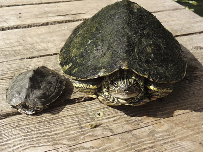 mississippi map turtle size Map Turtle Care And Information Reptiles Magazine mississippi map turtle size