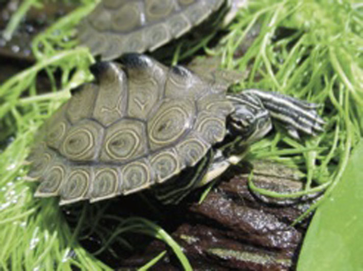 southern map turtle