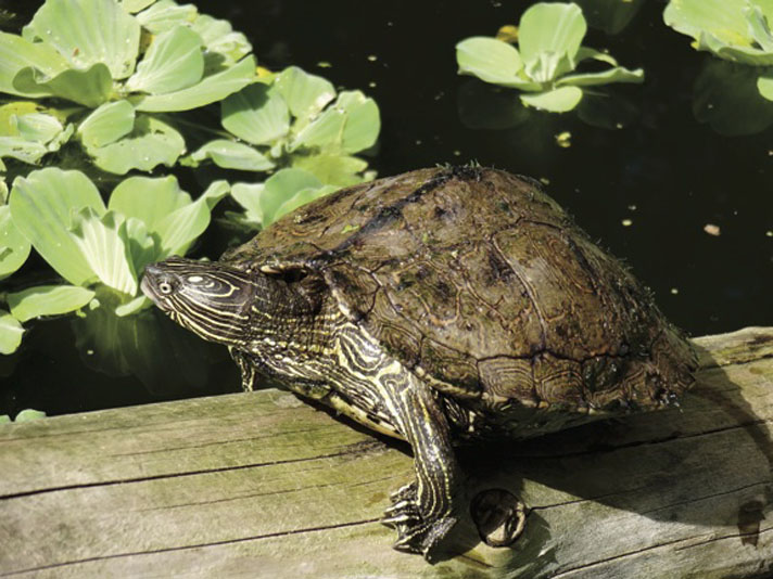 Graptemys sabinensis