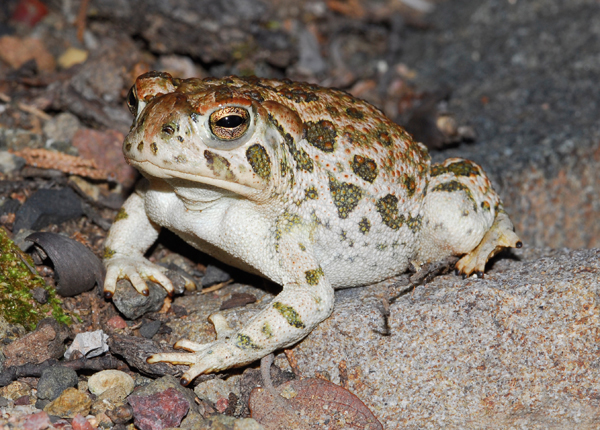 Great Plains toad