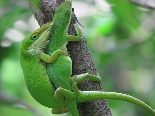 what do green anoles eat