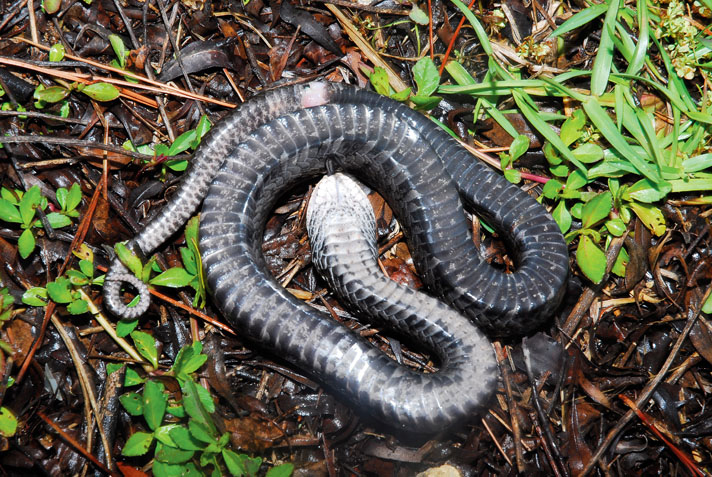 Eastern hognose snake plays dead.