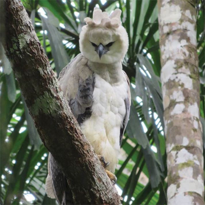 Harpy eagle