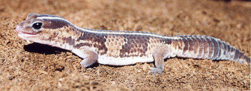 African Fat-Tailed Geckos