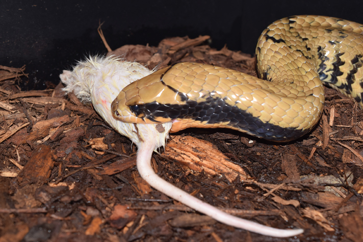 False water cobra feeding on a rat.