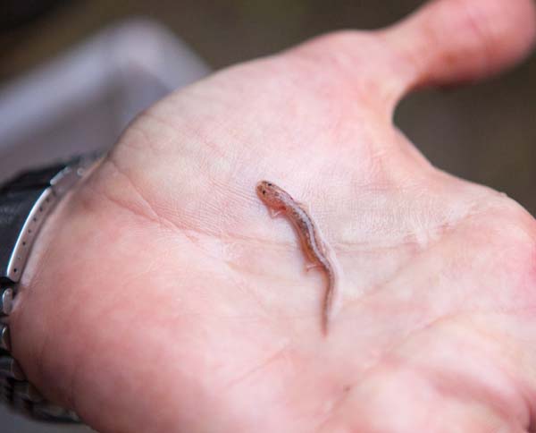 Barton Springs salamander