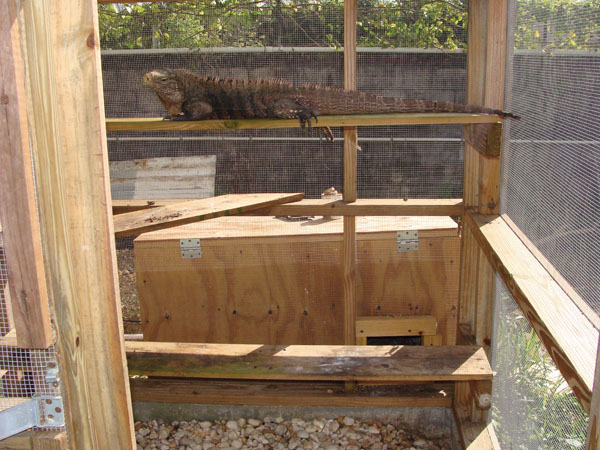 Cuban rock iguana enclosure