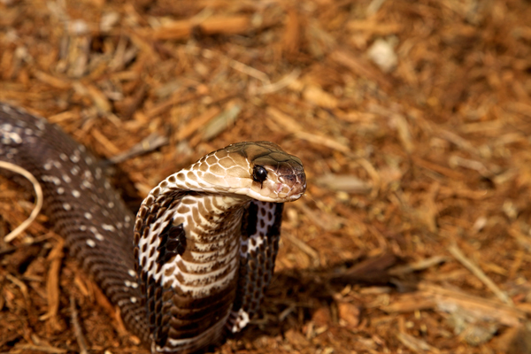 zebra cobra