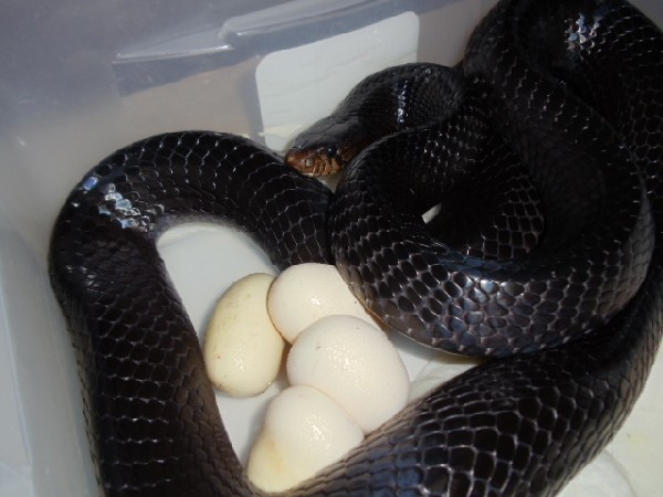 indigo snake guarding its eggs.