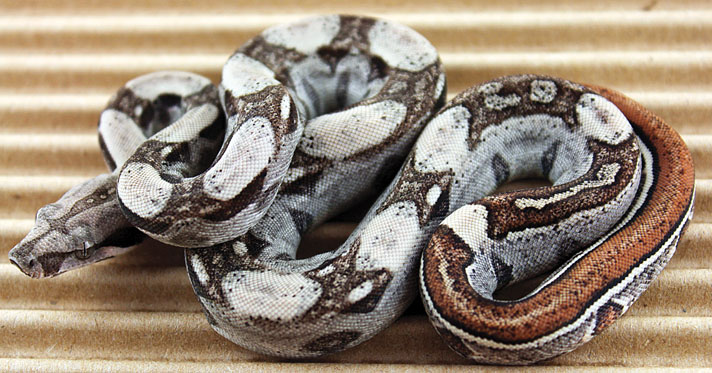 Keeping The Boa Constrictor - Reptiles Magazine