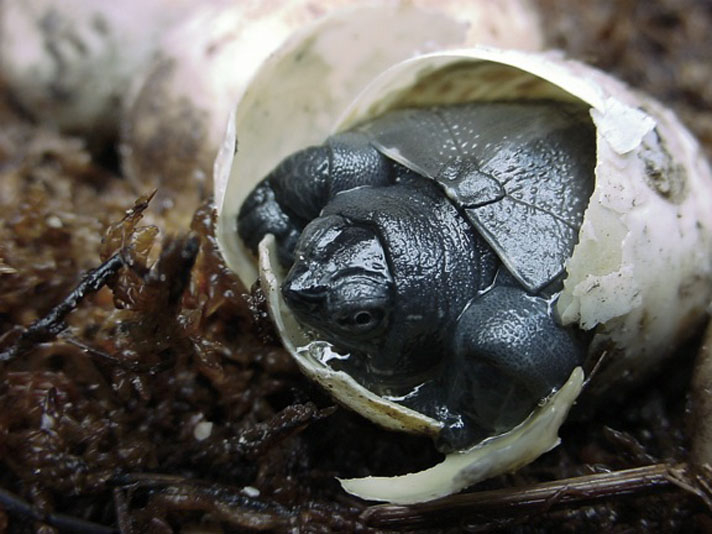 Kwangtung turtle hatchling