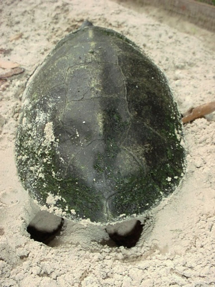 Kwangtung turtle