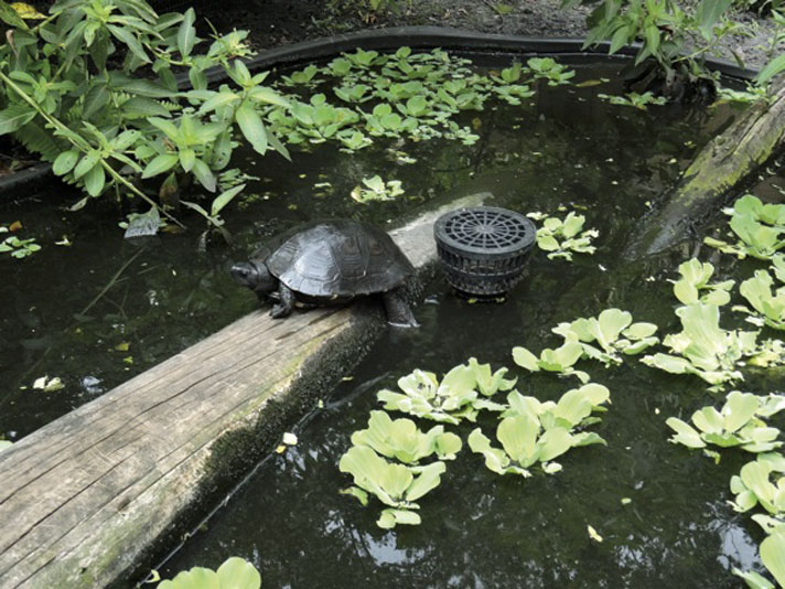 Mauremys nigricans or Kwangtung turtle