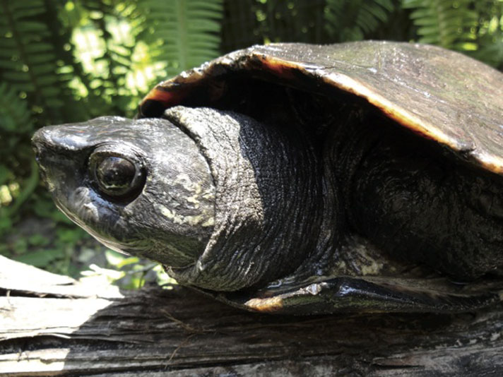 Mauremys nigricans or Kwangtung turtle