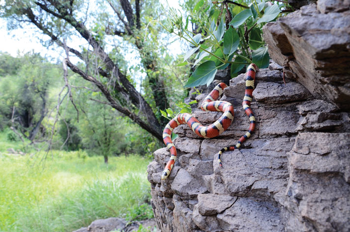 mountain kingsnake