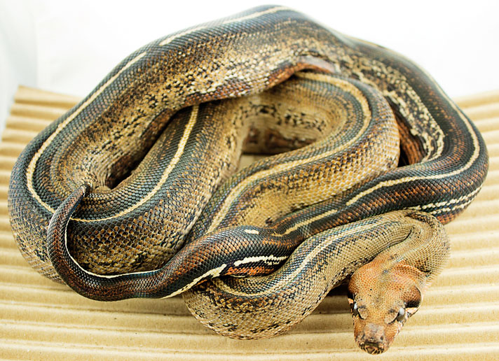 The Boa Constrictor - Reptiles Magazine