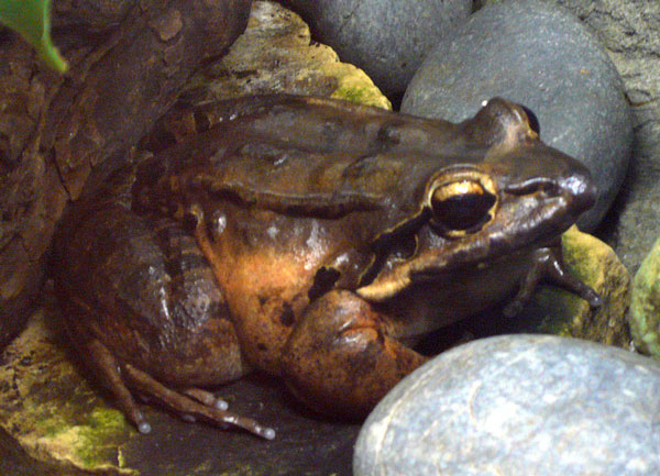 The Plight Of The Mountain Chicken Frog