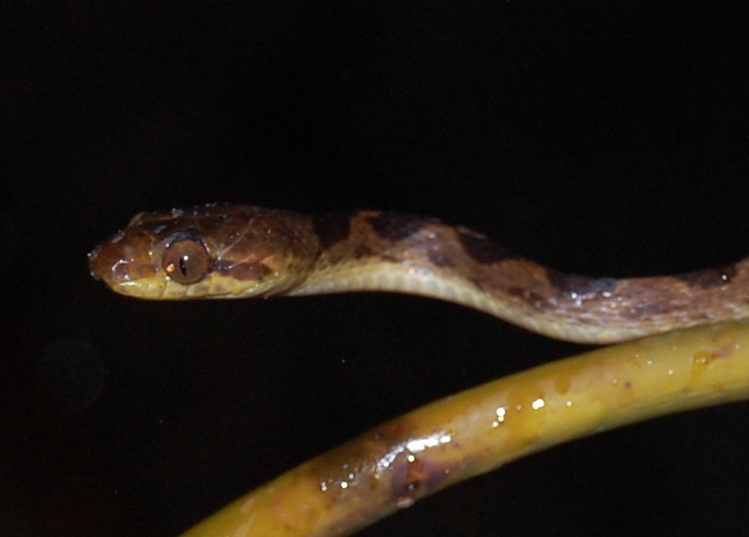 Leptodeira septentronalis (Northern cat-eye snake) 