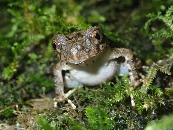 stone leaf frog