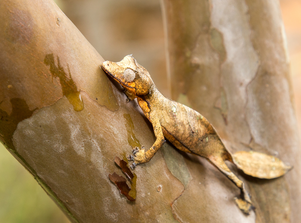 lined leaf tailed gecko