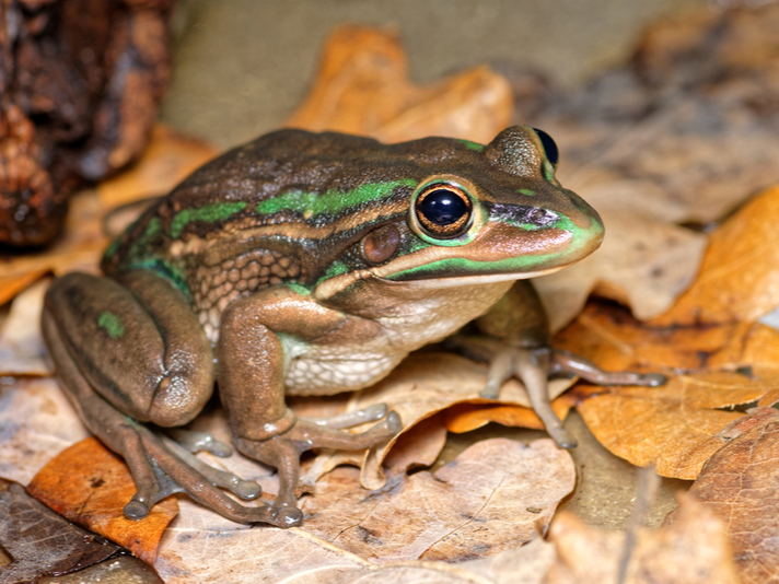 green and golden bell frog