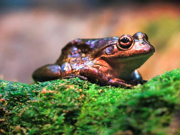 Litoria raniformis, the growling grass frog