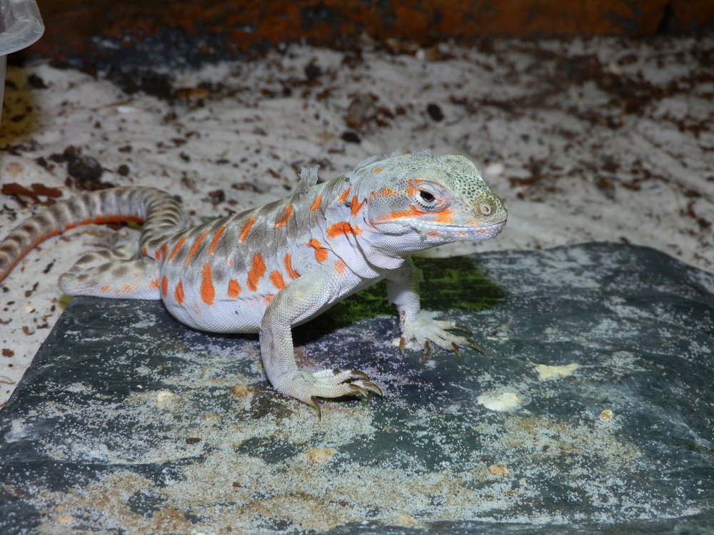 long nose leopard lizard