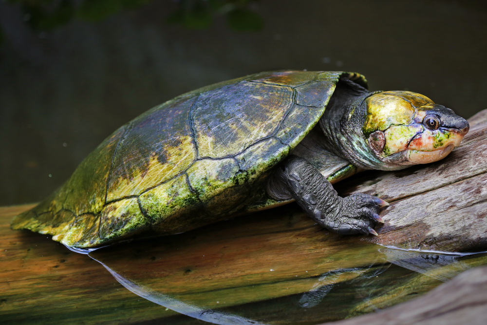 Madagascan big-headed turtle