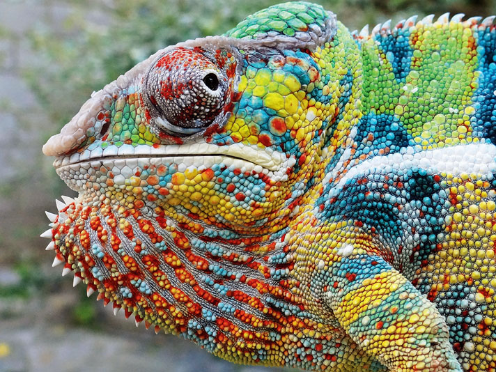 panther chameleon