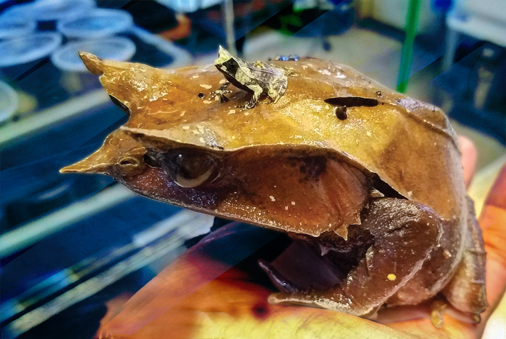 Malaysian horned frog with froglet