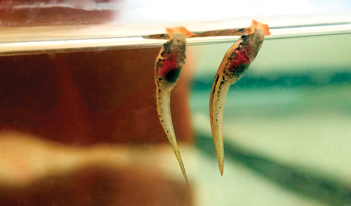 Malaysian horned frog tadpoles