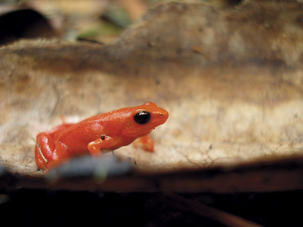 Poison Frogs Of The Genus Mantella