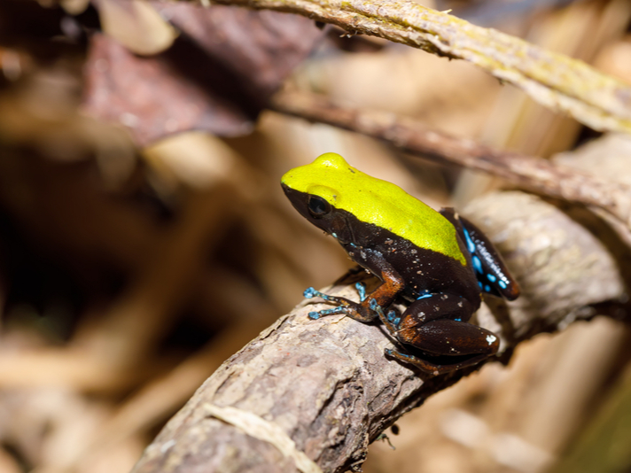 Mantella laevigata