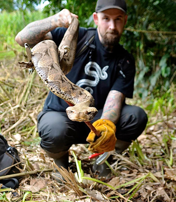 herping-for-venomous-snakes-in-uganda-reptiles-magazine