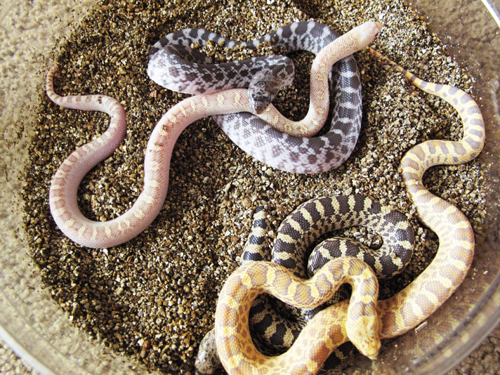 Patternless California Snakes