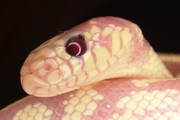 kingsnake with a mite in its eye