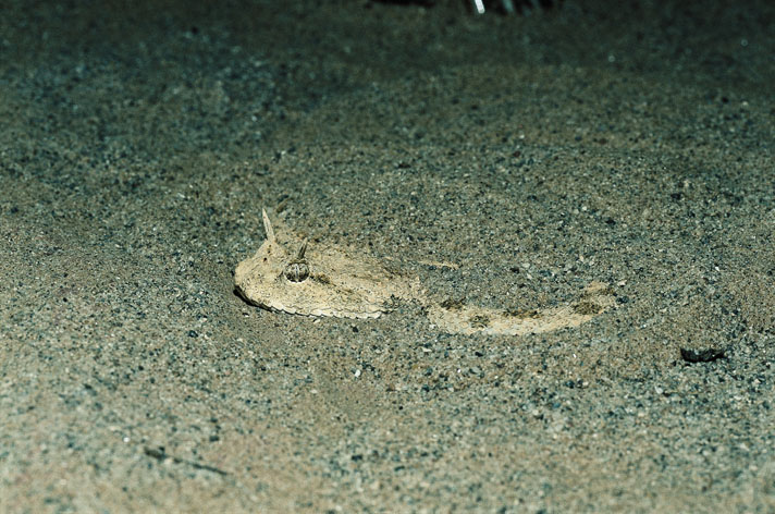 Mojave sidewinder