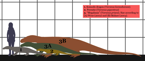 monitor lizard size compared to megalania