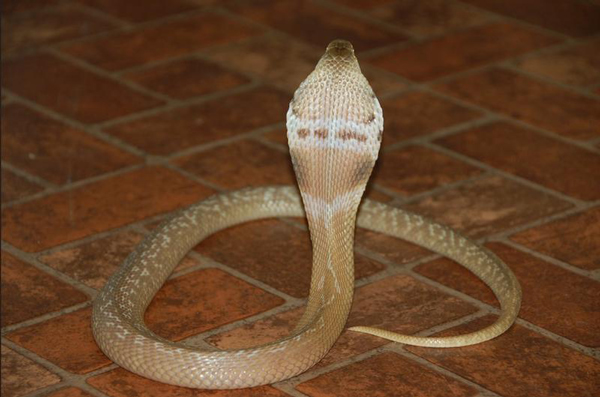 Monocled cobra