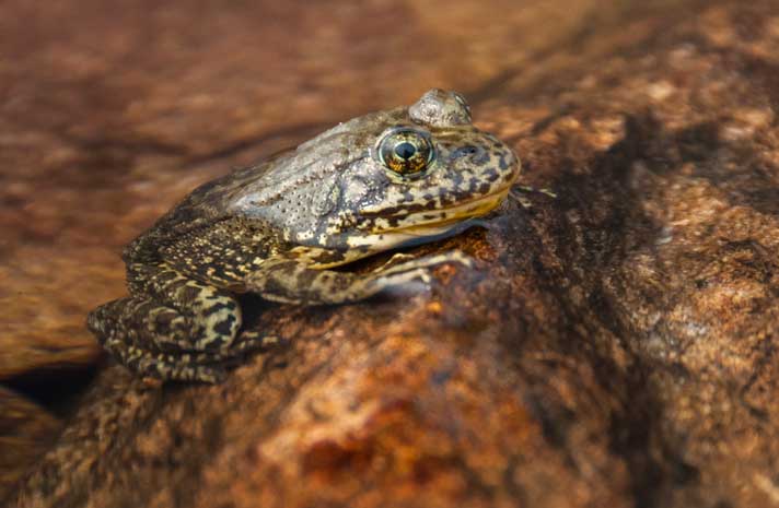 mountain yellow-legged frog