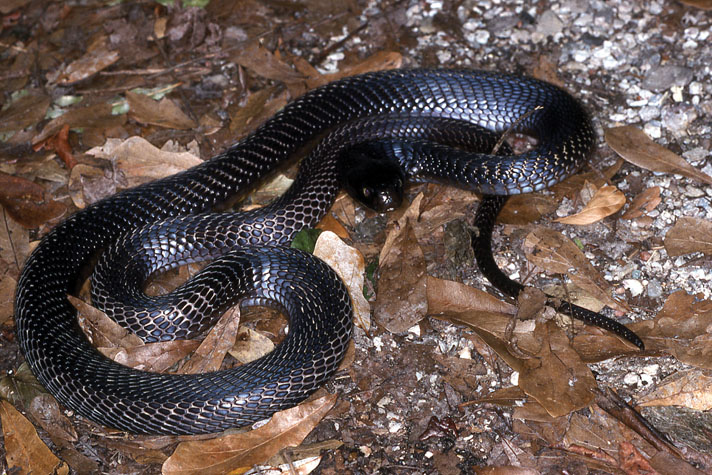 Spitting cobra