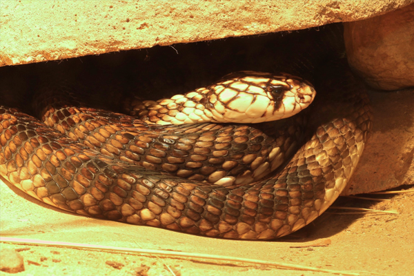 Egyptian cobra