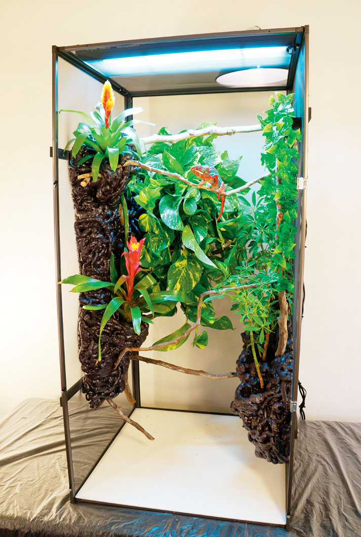 screen habitat for panther chameleon