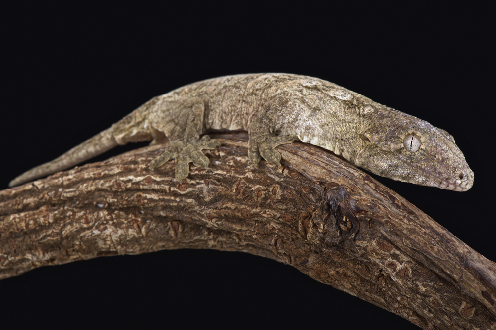 Giant new Calendonian gecko