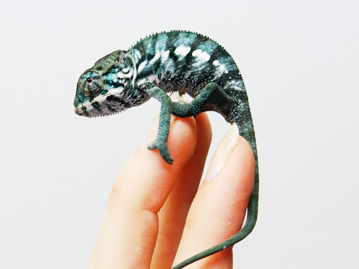 Nosy be panther chameleon