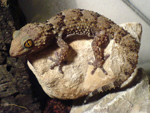 Bibron's gecko