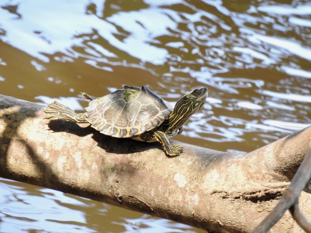 Pascalouga map turtle