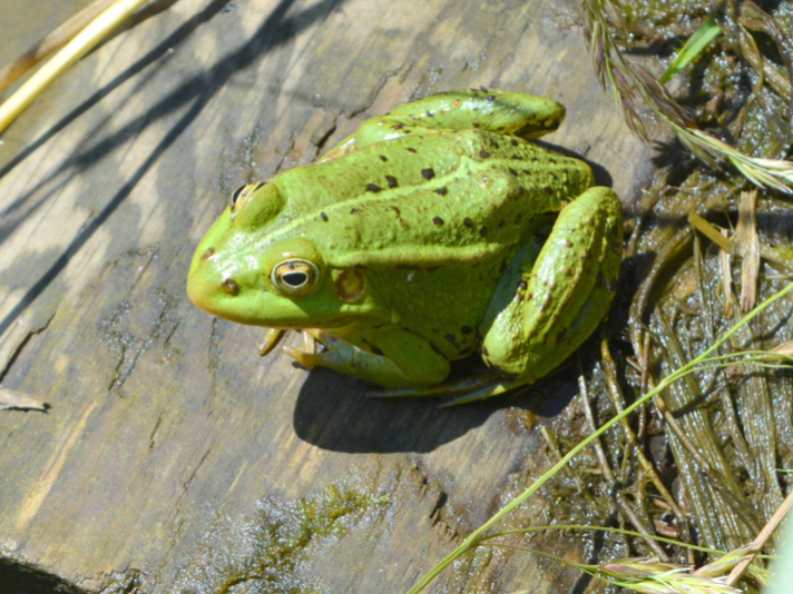 green pond frog